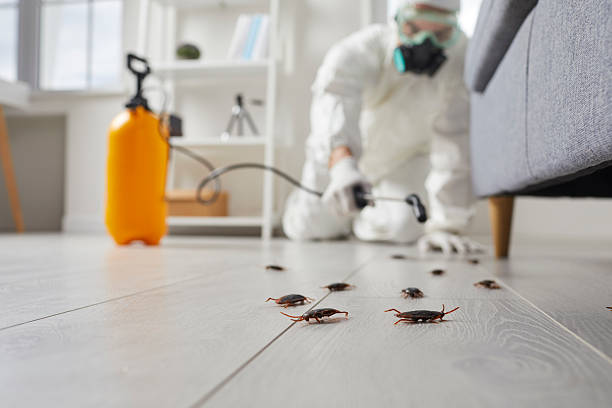 Commercial Rodent Management in Palestine